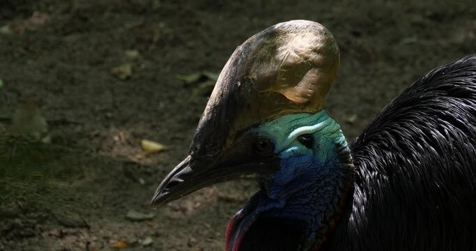 Southern cassowary (Casuarius casuarius), or double-wattled cassowary, close-up