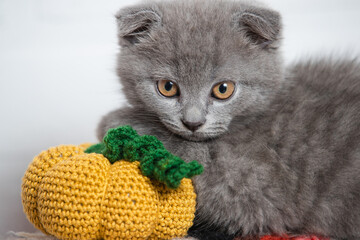 The cat looks straight, a small pumpkin is knitted near it