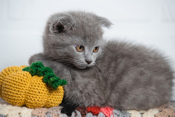 The cat looks straight, a small pumpkin is knitted near it