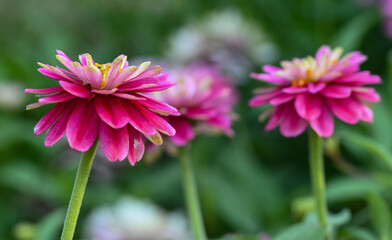 Obraz premium Beautiful close-up of a zinnia flower