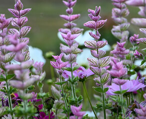 Beautiful close-up of salvia viridis