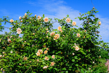 Large green bush with many large and delicate vivid yellow orange roses in full bloom in a summer garden, in direct sunlight, with blurred green leaves in the background.