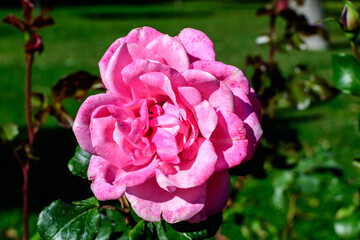 Close up on one delicate fresh vivid pink magenta rose and green leaves in a garden in a sunny summer day, beautiful outdoor floral background photographed with soft focus.