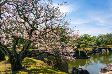 Obraz na płótnie Canvas Cherry blossoms blooming in Nijojo Castle, Nakagyo, Kyoto.