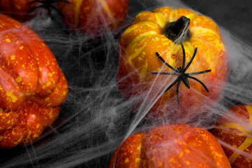 Closeup of a spider on web that covers pumpkins. Halloween banner.Spooky,scary background.