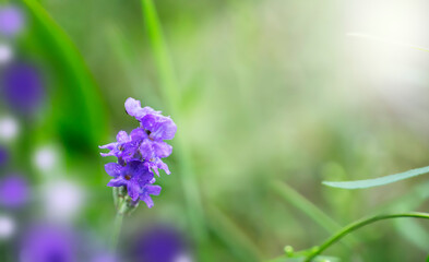 Purple lavender flower on a green blurred background. Natural background with copy space.