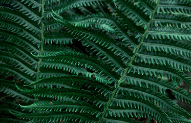 The background image is green. Natural background of fern leaves.