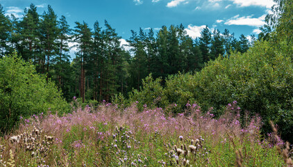 Willow herb blooms in a forest meadow
