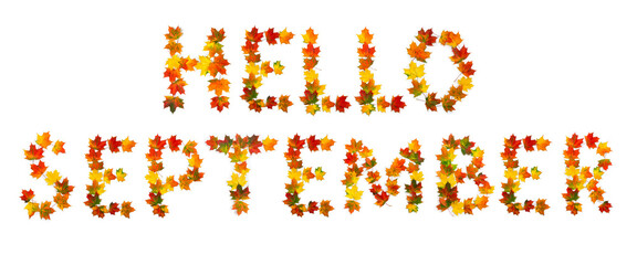 Hello September lettering text from of colorful autumnal maple leaves on white background. Top view, flat lay