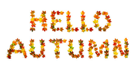 Hello autumn lettering text from of colorful autumnal maple leaves on white background. Top view,...