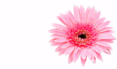 pink gerber daisy isolated on white
