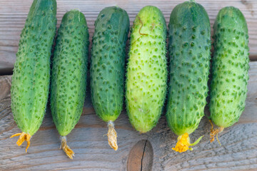 Fresh green vegetables cucumbers with yellow flowers at the ends lie on a wooden table in the garden, collected directly from the garden