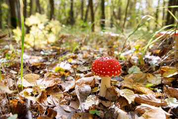 Amanita poisonous mushroom. A hallucinogen.