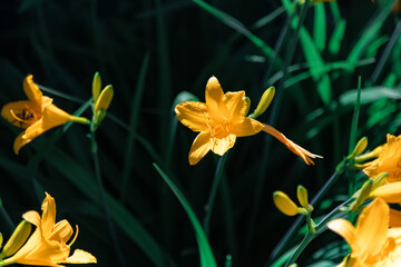 Yellow lily flower. Macrophotography. Floristry.