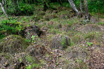 Obraz premium A view of a dirt path leading through a dense coniferous forest full of trees, shrubs, herbs, and other kinds of flora seen on a sunny summer day in Poland during a countryside hike