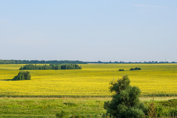 Fototapeta premium field of blooming sunflowers on a background sunset