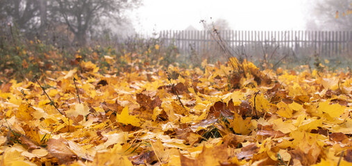 View of the autumn forest