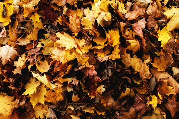 View of the autumn forest