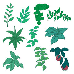 foliage, plant, and leaves collection set vector illustration design