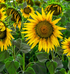 Obraz premium field of blooming sunflowers on a background sunset
