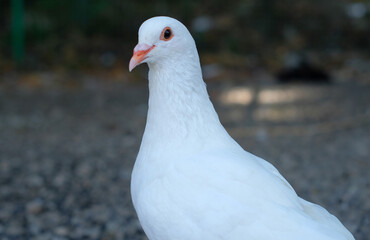 White pigeon - Close up detail of White Pigeon. Pigeon isolated