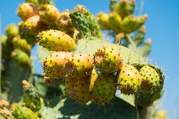 Cactus plant with fruits, cactus bush in desert