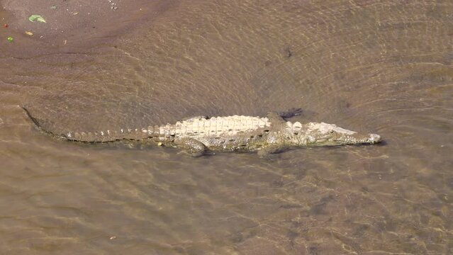 a slow motion clip of a large american crocodile resting on the banks of the tarcoles river in costa rica