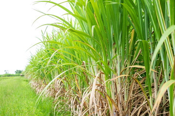 Sugarcane leaf in sugarcane fields in the rainy season, has greenery and freshness. Shows the fertility of the soil