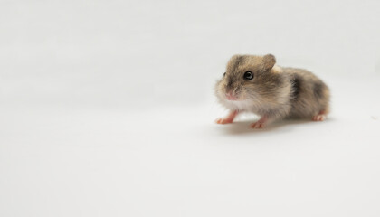 The little hamster is standing sideways. A gray baby rodent. Macro photography