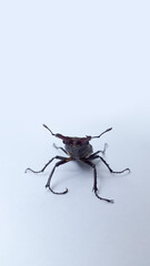 Stag beetle on a light background. Adult stag beetle
