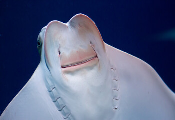 Cownose ray (Rhinoptera bonasus) swimming underwater in an aquarium