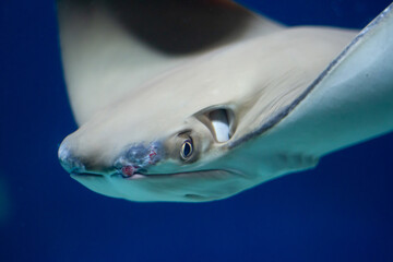 Cownose ray (Rhinoptera bonasus) swimming underwater in an aquarium