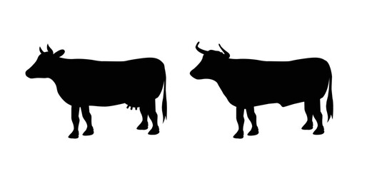 Cartoon drawing black cow and taurus or bull. Vector cow silhouette. farm animals. Cattle icon or pictogram