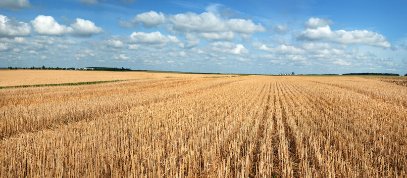 golden stubble after the harvest under blue sky with clouds, on the horizon of granaries