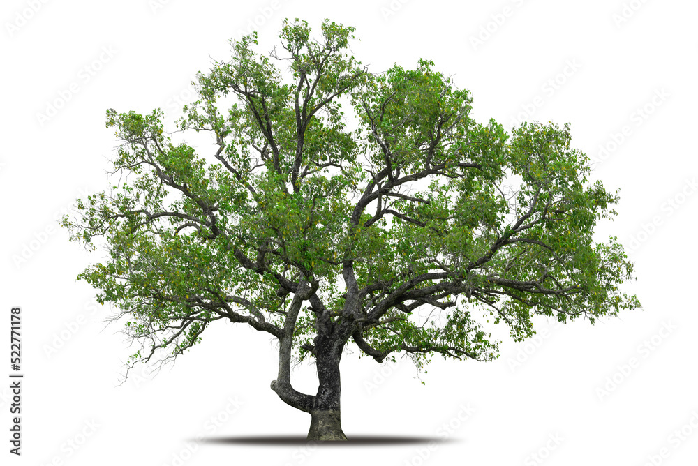 Wall mural tree png isolated transparent on white background, tropical big green tree cut out in high quality, 