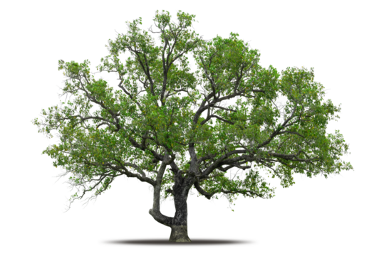 Tree png isolated transparent on white background, Tropical Big Green Tree cut out in high quality, Realistic with shadow environment, Nature element single object image for raw material editing work
