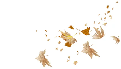 Poster leaf leaves falling in autumn season isolated for background - 3d rendering © sea and sun