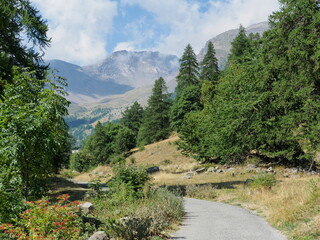 Fototapeta na wymiar alpages et bois de mélèzes en montagne, sous un ciel bleu