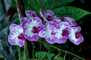 Beautiful Orchids Singapore  