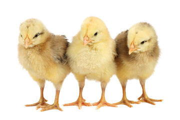 Three yellow chickens on a white background.
