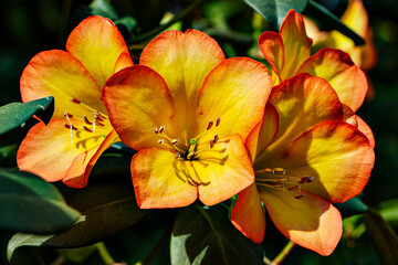 Flowers in Garden by the Bay in Singapore