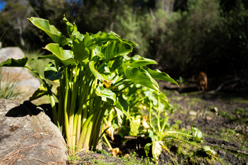 lily flowers in a park in a park in asia.