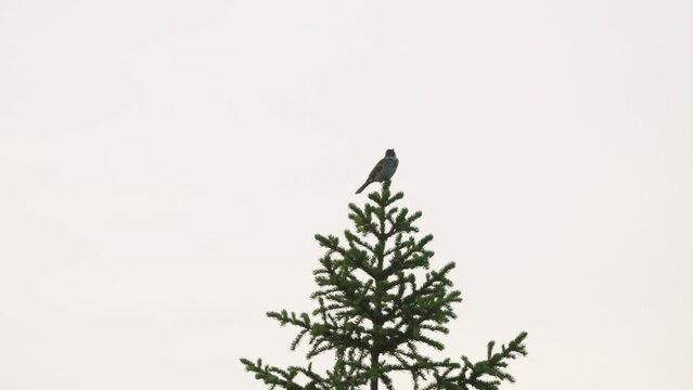 Little bunting, Emberiza pusilla singing and leaving 
 while flies buzzing around it 