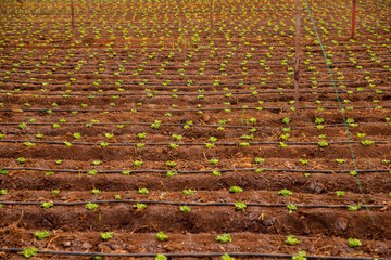 Green lettuce sprouts in greenhouse, irrigation hoses between rows of beds, top view