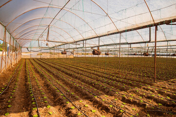 Lettuce grown in greenhouse. Concept agriculture farm, food industry