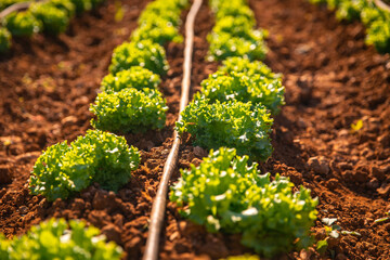 Lettuce grown in greenhouse with water irrigation system. Concept agriculture farm, food industry