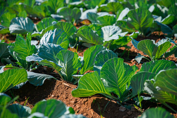 Cabbage plantation grows on farm field. Concept of natural, healthy vegetables