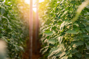 Industrial greenhouse harvest, closeup green tomatoes vegetables plant with sunlight. Natural food...