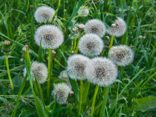 Field dandelion