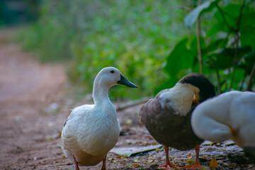 The domestic duck or domestic mallard is a subspecies of mallard that has been domesticated by...